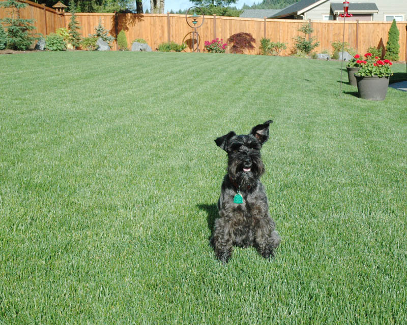 Tuney in the Backyard, June 9, 2011