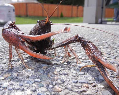 Crawfish Boil at Fox Hill, May 2012