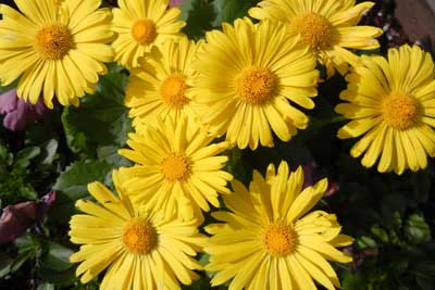 Backyard daisies