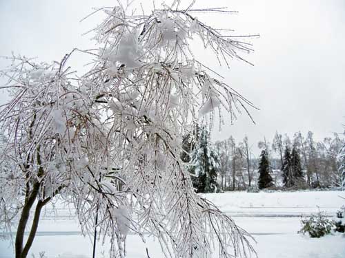 Front yard, ice storm; Jan 2012