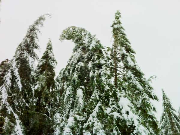 January, 2012; Ice Storm