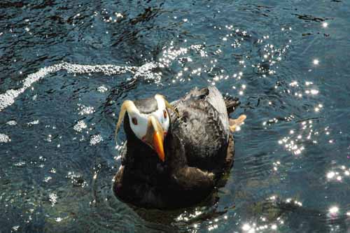 Puffin at Newport Aquarium