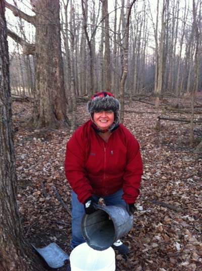 Robin tapping trees in Michigan