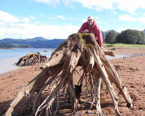 Stump on the shore of Riffe Lake