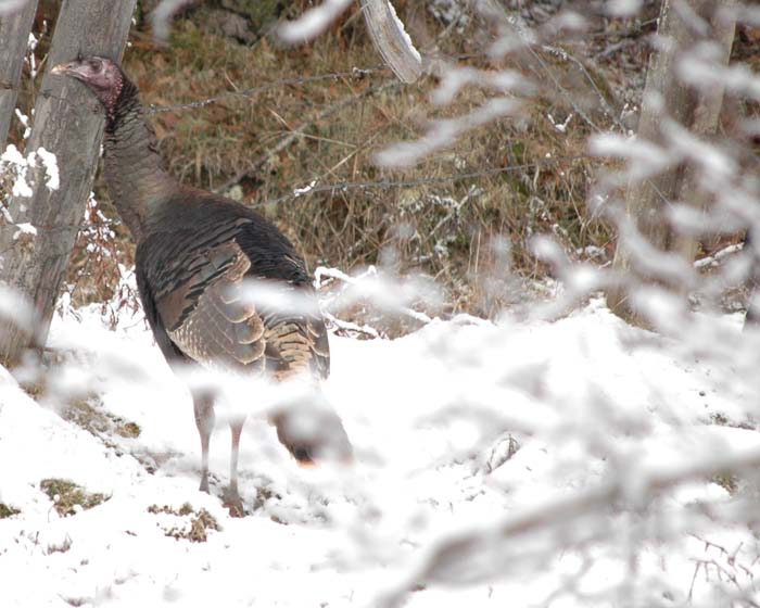 Wild Turkey at Hauser Lake, Xmas 2009