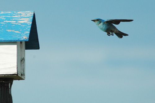 Bickleton Bluebird at IOOF Cemetary, 2005