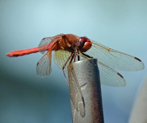 Autumn Meadowhawk Skimmer