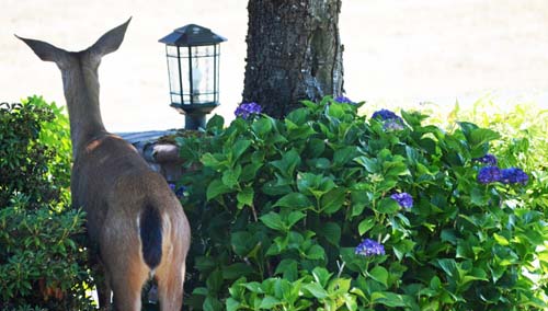 Front yard deer