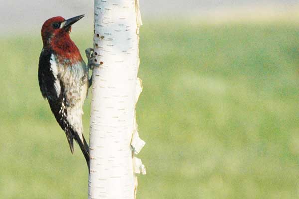 Red-breasted Sapsucker