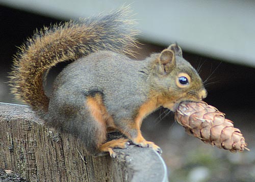 Douglas Squirrel