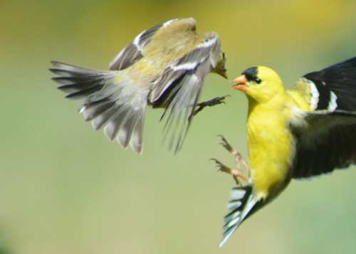 Goldfinch in Ganders backyard, 2015