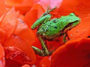 Tree frog in Ganders backyard, 2016