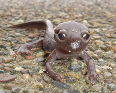 Salamander in Ganders front yard